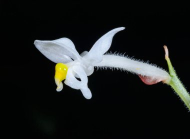 Ludisia solgunluğu, Ukrayna 'da botanik koleksiyonunda değerli bir orkidenin beyaz çiçeği.