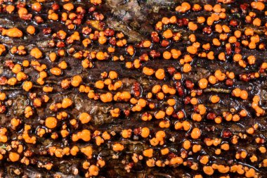 Nectria cinnabarina, yaşlı bir ağacın kabuğunda kırmızı safiri mantar, ölü bir ağacı yok eder.