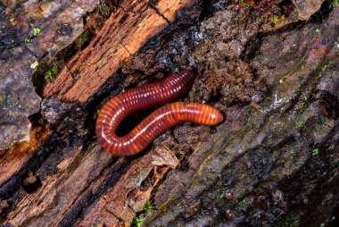 Red earthworm in a hole in the ground under the stump of an old tree clipart