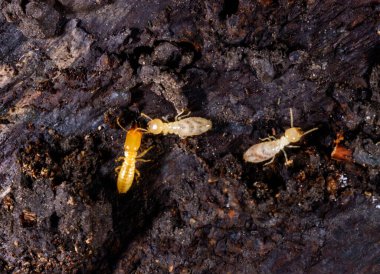 Yeraltı termitleri Lucifugus reticulitermes, çürümüş ağaç kütüğü altında yaşayan termitler.