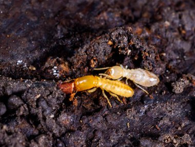 Yeraltı termitleri Lucifugus reticulitermes, çürümüş ağaç kütüğü altında yaşayan termitler.