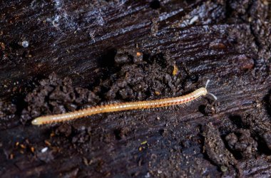 Benekli yılan kırkayak Blaniulus guttulatus, yaşlı bir ağaç kütüğünün altındaki çürük ahşap kırkayak