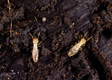 Subterranean termites Reticulitermes lucifugus, termites living under rotten wood old tree stump clipart