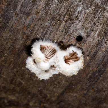 Bölünmüş solungaç mantarı şizofreni komünü, kesilen yaprak döken ağacın kütüğünde büyüyen saprotrofik mantar.