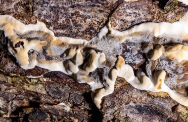 Bjerkandera fumosa, saprotrophic fungus growing on an old rotten stump of a large deciduous tree. clipart