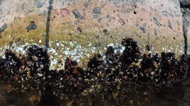 Karadeniz midyesi ve kabuklu deniz hayvanı Balanus sp., Karadeniz, Odessa tarafından hidrolik yapılardan oluşan duvarın fıskiyesi