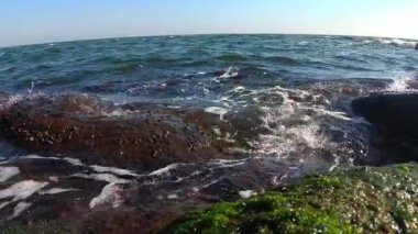 Karadeniz kıyısındaki dalgalar, su kenarındaki kayalar üzerindeki yosunlar ve midyeler, midyeli bir kaya ve beyaz köpükle yıkanan dalgalar.