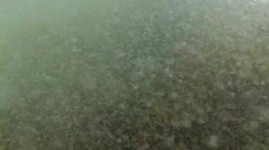 Karadeniz kıyısındaki fırtına ve dalgalar, köpük ve hava kabarcıklarıyla dalgalara dalarlar, su altındaki bir kayada algler görülebilir.