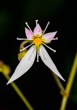 Sürünen saksafon, çilek saksafonu Saxifraga stolonifera, bir serada açan tropik bir bitkinin asimetrik olarak düzenlenmiş orijinal çiçeği.