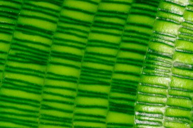 Calathea musaica, tropikal bir serada sarı-yeşil tonlarda orijinal dikdörtgen renklere sahip.