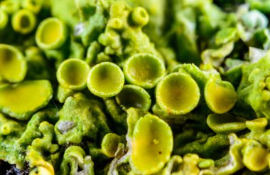 Xanthoria parietina, kabuklu liken, liken üreme organları, yakın plan sporlu eczane, Odessa