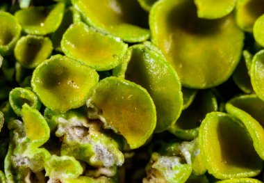 Xanthoria parietina, kabuklu liken, liken üreme organları, yakın plan sporlu eczane, Odessa