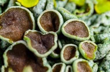 Xanthoparmelia türleri, kahverengi liken üreme organları - sporlu eczane, Odessa