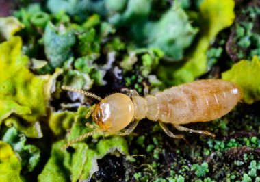 Lucifugus reticulitermes - açık sarı renkli işçi bir termit liken ile kaplanmış çürük ahşap üzerinde sürünerek yemek arıyor, Odessa Ukrayna
