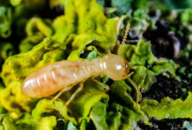 Lucifugus reticulitermes - açık sarı renkli işçi bir termit liken ile kaplanmış çürük ahşap üzerinde sürünerek yemek arıyor, Odessa Ukrayna