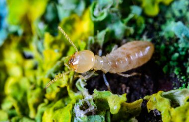 Lucifugus reticulitermes - açık sarı renkli işçi bir termit liken ile kaplanmış çürük ahşap üzerinde sürünerek yemek arıyor, Odessa Ukrayna