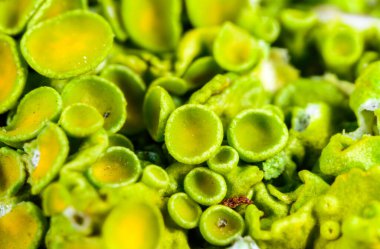 Xanthoria parietina, kabuklu liken, liken üreme organları, yakın plan sporlu eczane, Odessa