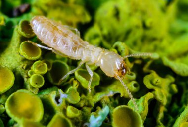 Lucifugus reticulitermes - açık sarı renkli işçi bir termit liken ile kaplanmış çürük ahşap üzerinde sürünerek yemek arıyor, Odessa Ukrayna