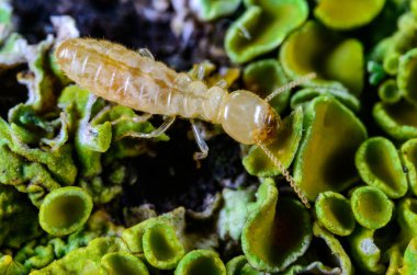 Lucifugus reticulitermes - açık sarı renkli işçi bir termit liken ile kaplanmış çürük ahşap üzerinde sürünerek yemek arıyor, Odessa Ukrayna