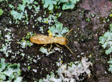 Reticulitermes lucifugus - Çürük ahşap üzerinde büyüyen kertenkeleler arasında sürünen sarı bir termit, Odessa Ukrayna
