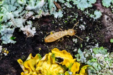 Reticulitermes lucifugus - Çürük ahşap üzerinde büyüyen kertenkeleler arasında sürünen sarı bir termit, Odessa Ukrayna