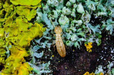 Reticulitermes lucifugus - Çürük ahşap üzerinde büyüyen kertenkeleler arasında sürünen sarı bir termit, Odessa Ukrayna