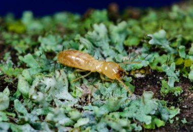 Reticulitermes lucifugus - Çürük ahşap üzerinde büyüyen kertenkeleler arasında sürünen sarı bir termit, Odessa Ukrayna