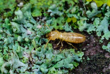 Reticulitermes lucifugus - Çürük ahşap üzerinde büyüyen kertenkeleler arasında sürünen sarı bir termit, Odessa Ukrayna