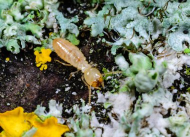 Reticulitermes lucifugus - Çürük ahşap üzerinde büyüyen kertenkeleler arasında sürünen sarı bir termit, Odessa Ukrayna