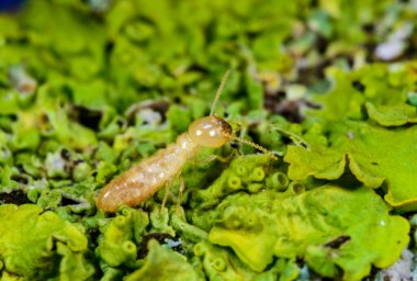 Sarı Akdeniz Termiti - Odessa Ukrayna 'da, yaşlı bir ağacın dallarında yetişen turnalar arasında lüsikülogus reticulitermes lucifugus