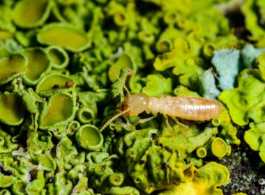Sarı Akdeniz Termiti - Odessa Ukrayna 'da, yaşlı bir ağacın dallarında yetişen turnalar arasında lüsikülogus reticulitermes lucifugus