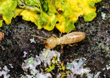 Sarı Akdeniz Termiti - Odessa Ukrayna 'da, yaşlı bir ağacın dallarında yetişen turnalar arasında lüsikülogus reticulitermes lucifugus