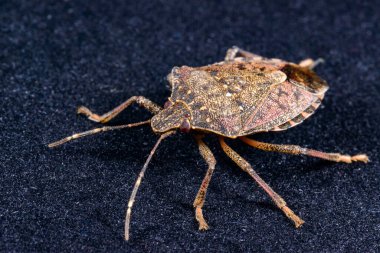 Kahverengi kokulu böcek Halyomorpha halys, açık sarı renkli işçi bir termit liken ve Odessa Ukrayna ile kaplanmış çürümüş odunlarda yiyecek aramak için sürünür.