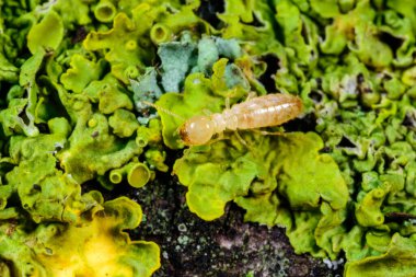 Sarı Akdeniz Termiti - Odessa Ukrayna 'da, yaşlı bir ağacın dallarında yetişen turnalar arasında lüsikülogus reticulitermes lucifugus