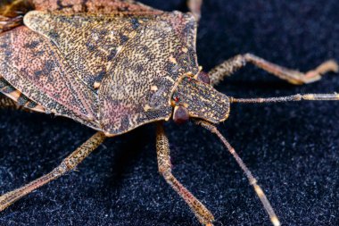Kahverengi kokulu böcek Halyomorpha halys, açık sarı renkli işçi bir termit liken ve Odessa Ukrayna ile kaplanmış çürümüş odunlarda yiyecek aramak için sürünür.