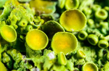 Xanthoria parietina, kabuklu liken, liken üreme organları, yakın plan sporlu eczane, Odessa