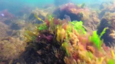 Karadeniz kıyısındaki sualtı manzarası, Kızıl alg seramium sp., Porphyra sp. Ve diğerleri de fırtınada kıyıya yakın bir kayanın üzerinde.