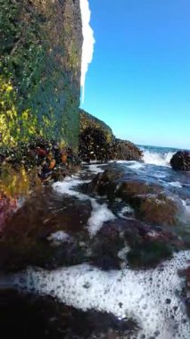 Dalgalar midye ve kırmızı ve yeşil algler ile kaplı kayaları yıkar, Karadeniz