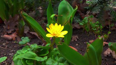 Ficaria verna - Ranunculus ficaria, ilkbaharda sarı çiçeklerle açan yabani bir bitki.