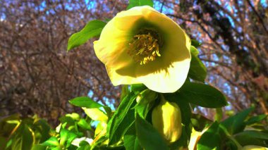 Noel Gülü Hellebores (Hellebore sp. ), sarı-yeşil çiçekler