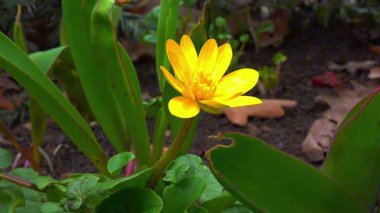 Ficaria verna - Ranunculus ficaria, ilkbaharda sarı çiçeklerle açan yabani bir bitki.