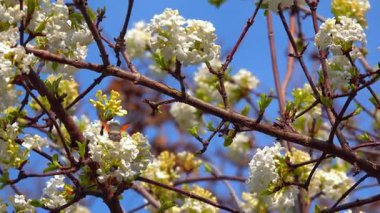 Şahin-güve - Macroglossum stellatarum, atmaca güve ailesinin kelebeği, baharın başlarında Ukrayna 'nın bahçesinde çiçek açan bir viburnum üzerinde nektar toplar.