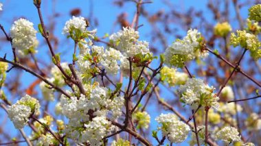 Şahin-güve - Macroglossum stellatarum, atmaca güve ailesinin kelebeği, baharın başlarında Ukrayna 'nın bahçesinde çiçek açan bir viburnum üzerinde nektar toplar.