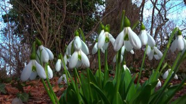 Galanthus nivalis - erken açan bahar çiçekleri, çuha çiçekleri - geçiciler, Ukrayna
