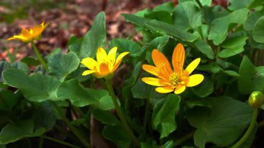 Ficaria verna - Ranunculus ficaria, ilkbaharda sarı çiçeklerle açan yabani bir bitki.