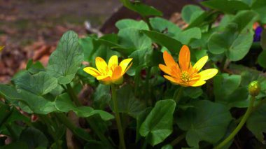 Ficaria verna - Ranunculus ficaria, ilkbaharda sarı çiçeklerle açan yabani bir bitki.