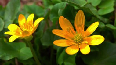 Ficaria verna - Ranunculus ficaria, ilkbaharda sarı çiçeklerle açan yabani bir bitki.