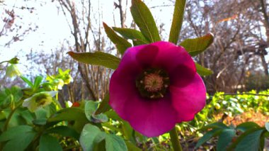 Halk arasında Helleborus olarak bilinir, kırmızı bayan, baharda bahçede kırmızı çiçeklerle süslenir.