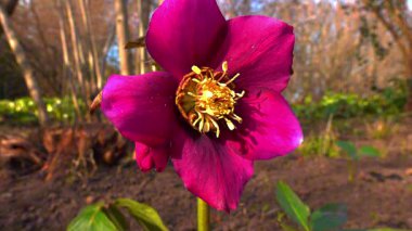 Halk arasında Helleborus olarak bilinir, kırmızı bayan, baharda bahçede kırmızı çiçeklerle süslenir.