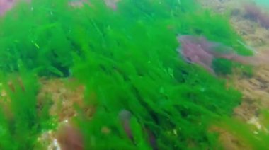 Karadeniz 'deki dalgalarda kıyı kayaları üzerinde yeşil ve kırmızı algler sallanıyor, Odessa
